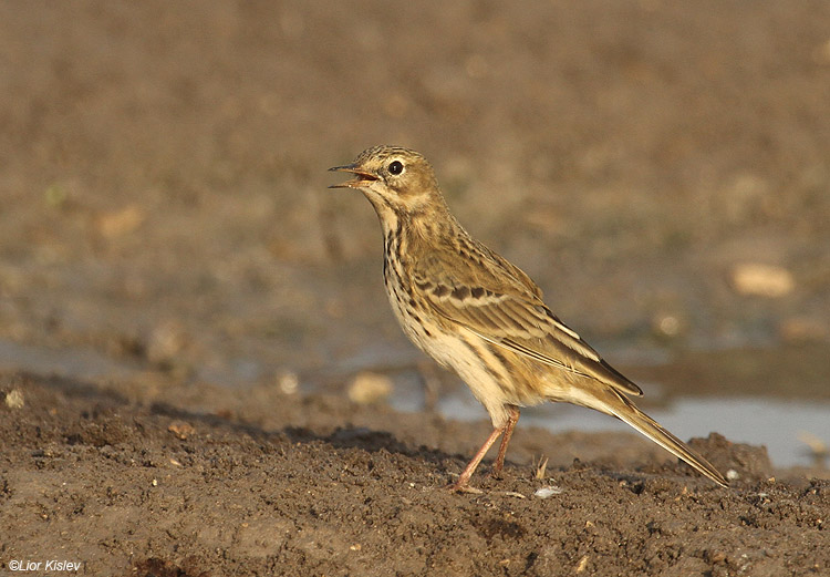   Anthus pratensis   Meadow Pipit    Beit Shean valley ,November 2010,Lior Kislev